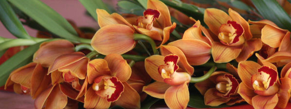 Cymbidium-02.jpg