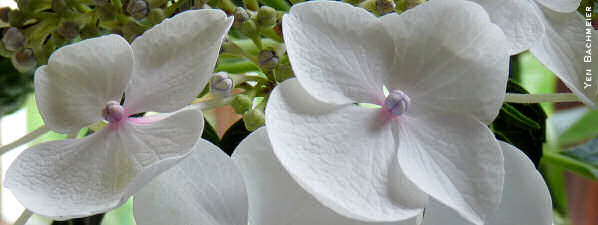 orchid-281