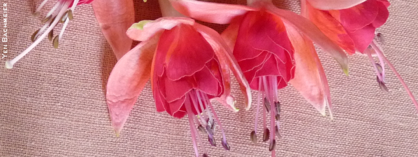 Fuchsia is the Official Flower