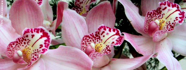 cymbidium-123