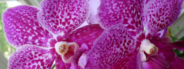 Pink Vanda